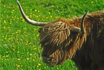 schottlandrind jigsaw puzzle