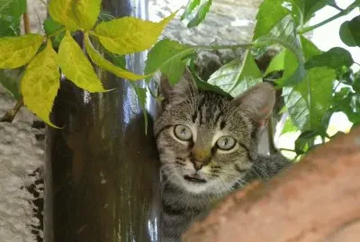 escondite jigsaw puzzle