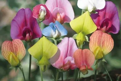 פאזל של (101) Flores