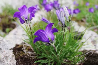 פאזל של imagens