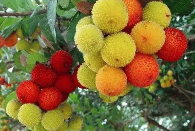 פאזל של imagens