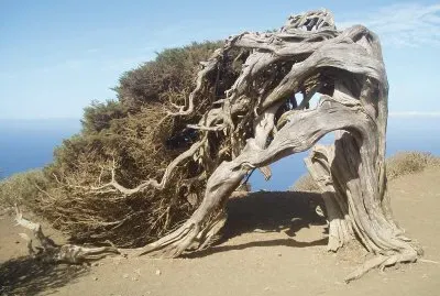 Sabina El Hierro
