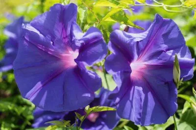 פאזל של Don Diego