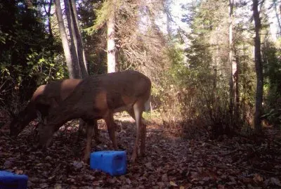 Hey..do you see any more apples ?    LJ