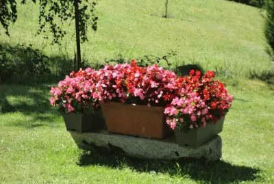 begonias