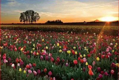 TULIPANES jigsaw puzzle