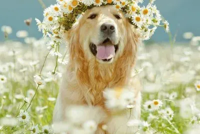 (108) Cachorro jigsaw puzzle