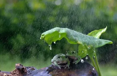 Dos Ranas Se Protegen De La Lluvia