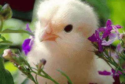 (109) Pintinho jigsaw puzzle