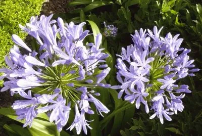 flor del ajo