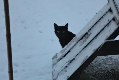 chat dans la neige jigsaw puzzle