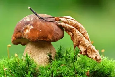 natureza