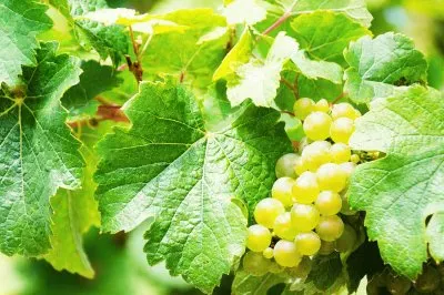 פאזל של uvas en la parra