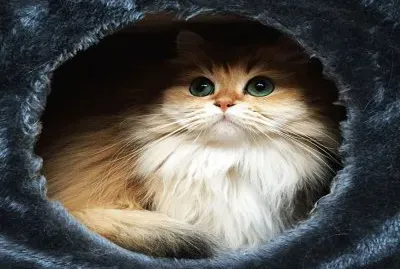 Una Hermosa  Foto De El Gato  Smoothie jigsaw puzzle