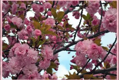 primavera jigsaw puzzle