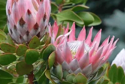 imagens jigsaw puzzle