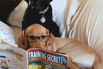 De Un Par De Perros Simulando Leer  Revistas