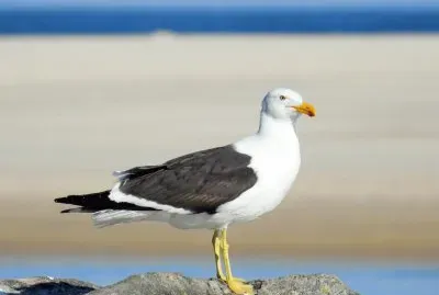 Gaivota