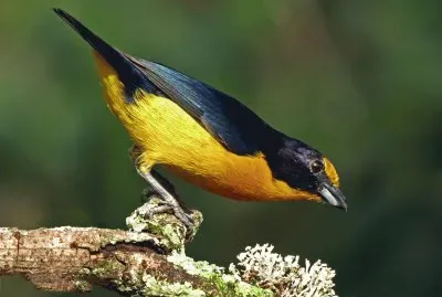 Gaturamo 2