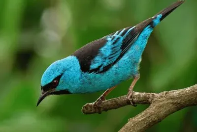 Sai Azul