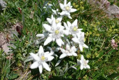 Edelweiss