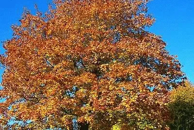 Autumn Gold jigsaw puzzle