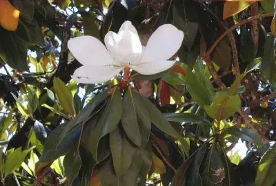 פאזל של Magnolia. Aula Naturaleza Osorio. Gran Canaria