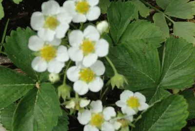 fleurs
