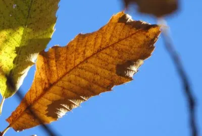 foglie di castagno jigsaw puzzle