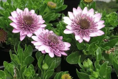 (115) Flores