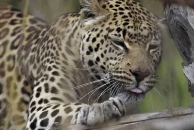 × ×ž×¨×™× ×•×˜×™×’×¨×™×¡×™×