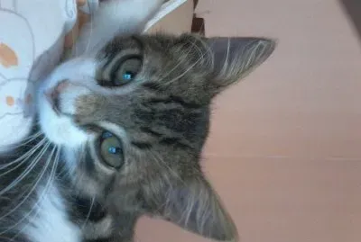 niquenique jigsaw puzzle