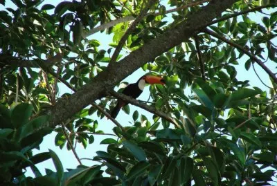 פאזל של tucÃ¡n