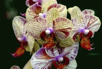 orquÃ­deas jigsaw puzzle