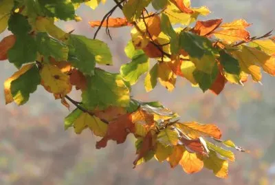 faggio jigsaw puzzle