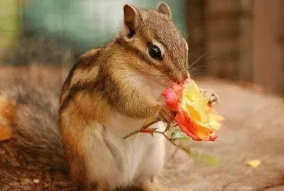 imagens jigsaw puzzle