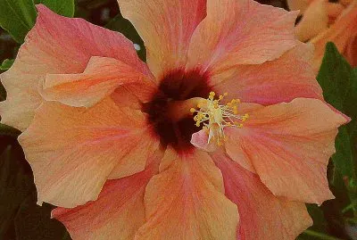 hibiskus jigsaw puzzle