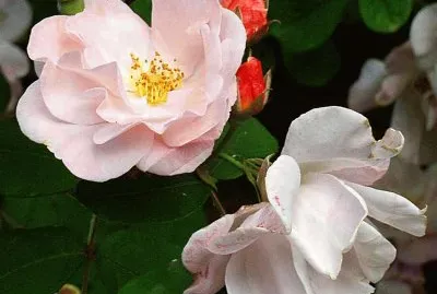 פאזל של isola bella