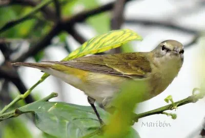 Chipe Peregrino. Residente Invernal jigsaw puzzle