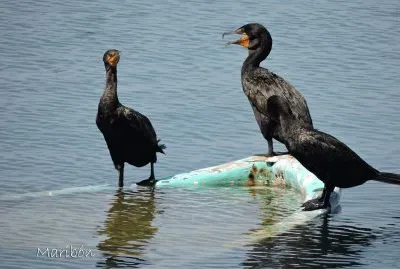 CormorÃ¡n. Residente permanente. jigsaw puzzle