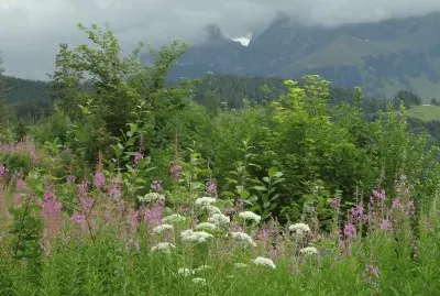 Gantrischgebiet Berner Oberland