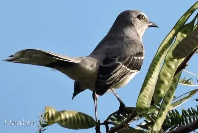 Cenzontle Tropical. Residente permanente jigsaw puzzle