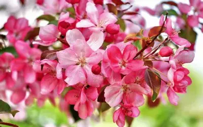 פאזל של hg zgjd