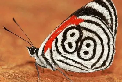 curiositÃ  jigsaw puzzle