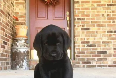 (117) Filhote cachorro