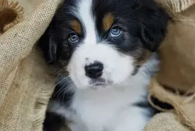 (118) Filhote cachorro