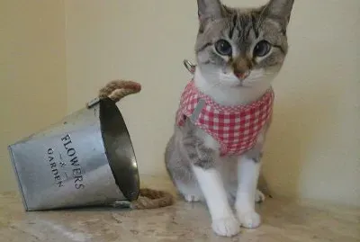 פאזל של (120) Gatinho