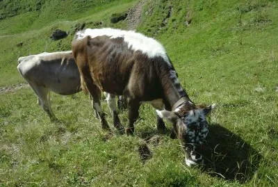 BlÃ¼em am Kronberg