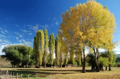 En AluminÃ©. NeuquÃ©n. Argentina