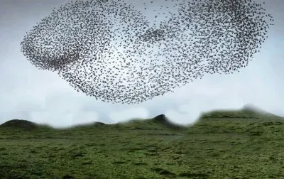 bird flock jigsaw puzzle